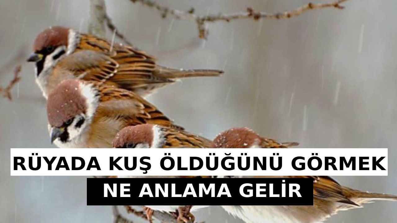 Rüyada Kuşun Öldüğünü Görmek Ne Anlama Gelir, Neye İşarettir? Anlamı, Yorumu